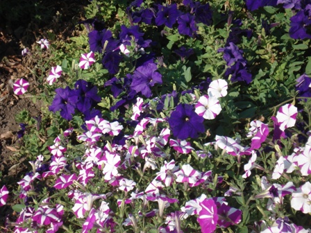  (Petunia),   (Petunia hybrida).