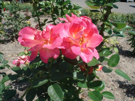  (Rosa)