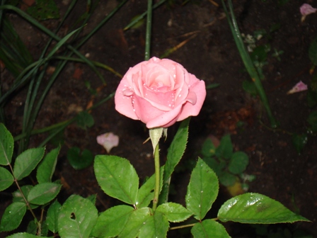  (Rosa)