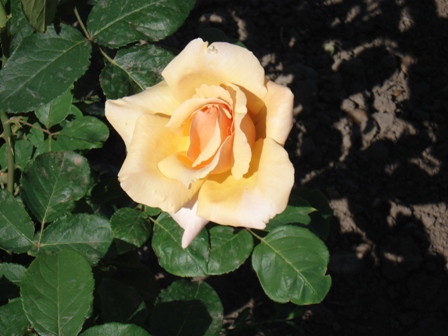  (Rosa)