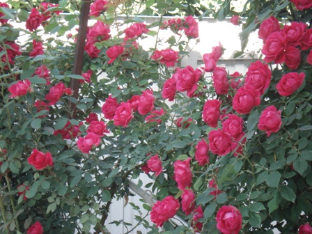  (Rosa)