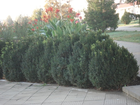   (Buxus semperviriens),  (Buxus)