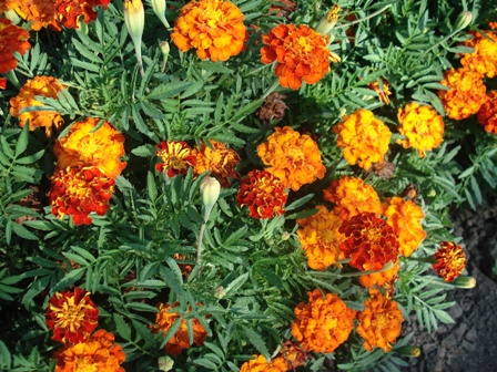  (Tagetes), , ,   