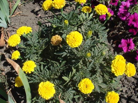  (Tagetes), , ,   