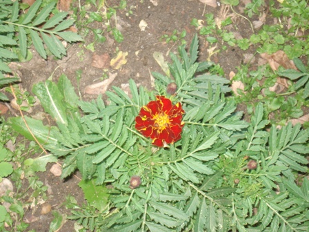  (Tagetes), , ,   