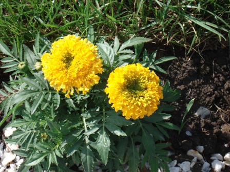  (Tagetes), , ,   