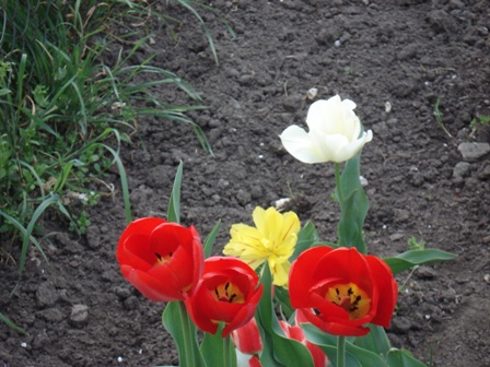  (Tulipa)