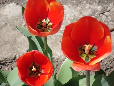  (Tulipa)