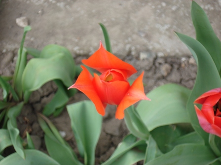  (Tulipa)