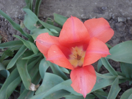  (Tulipa)