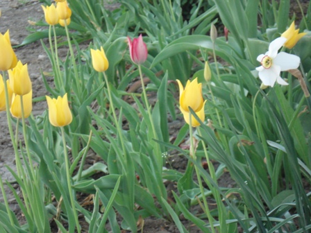 (Tulipa)