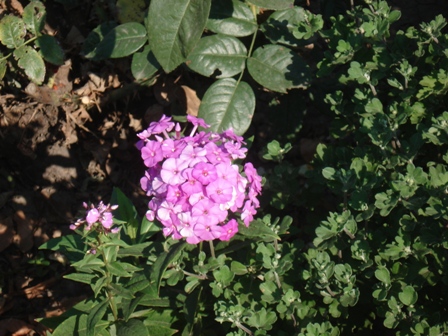  (  phlox ().