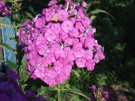  (  phlox ().