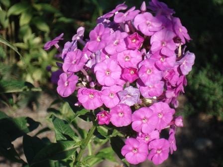  (  phlox ().