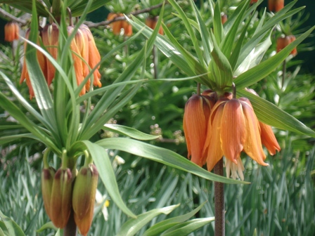  ,  (Fritillaria) 