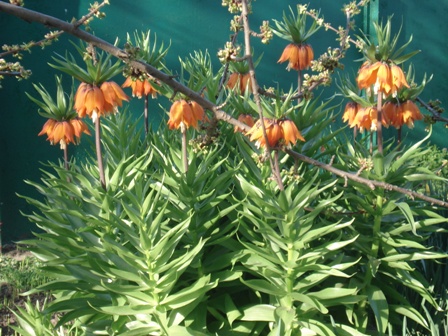  ,  (Fritillaria) 