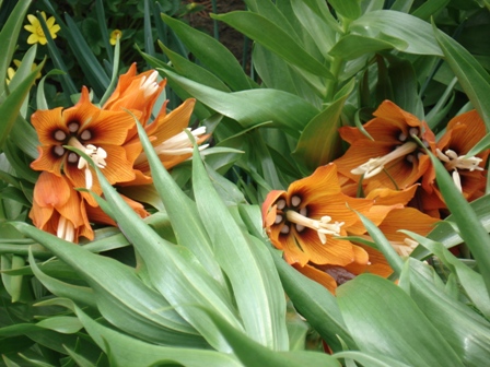 ,  (Fritillaria) 