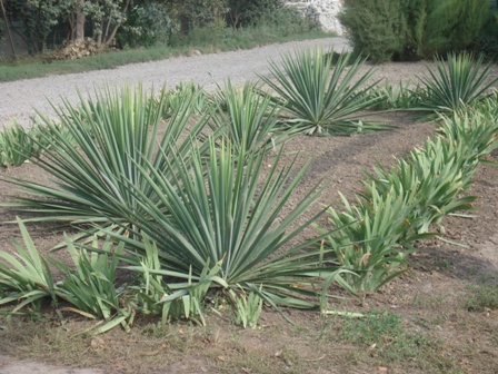  (Yucca Filamentosa),  