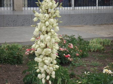  (Yucca Filamentosa),  