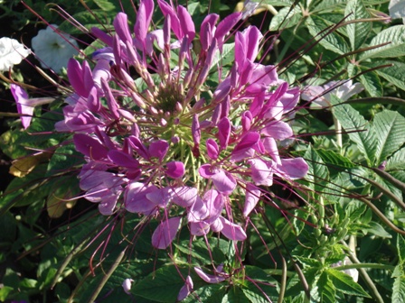  (Cleome)