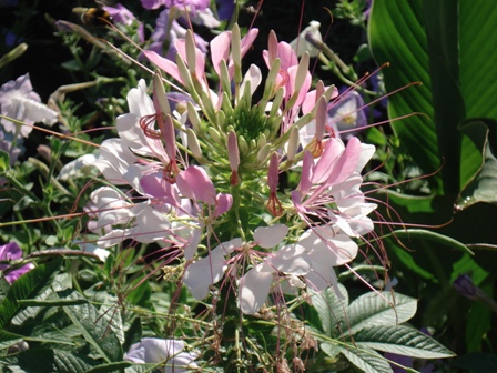  (Cleome)