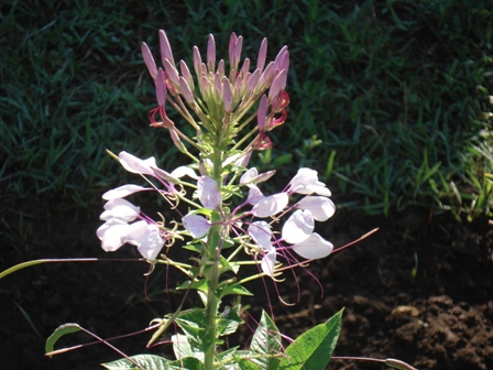  (Cleome)