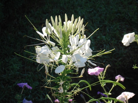  (Cleome)