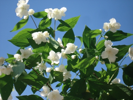  ,   (P.coronarius),  (Philadelphus)