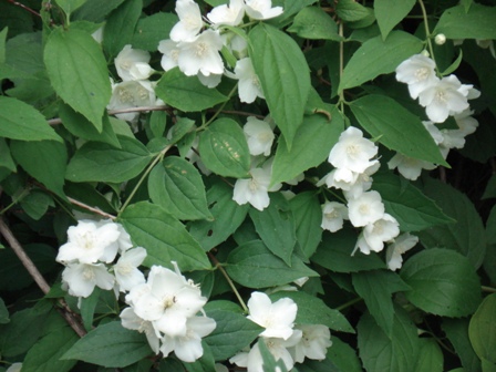  ,   (P.coronarius),  (Philadelphus)