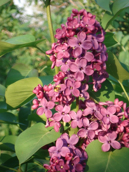   (Syringa vulgaris)