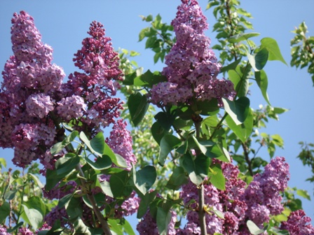   (Syringa vulgaris)