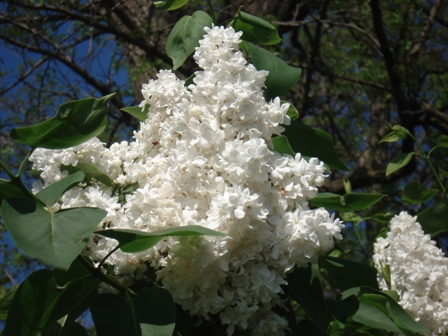   (Syringa vulgaris)