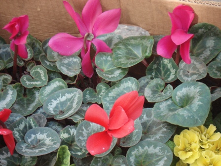   (Cyclamen), 