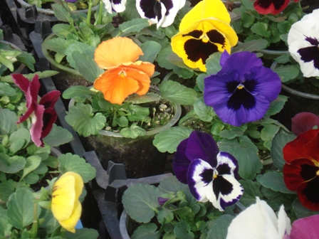  (Viola pedatifida), ,  