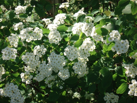   (Spiraea cinerea), 