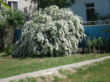   (Spiraea cinerea), 