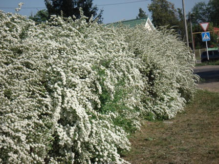   (Spiraea cinerea), 