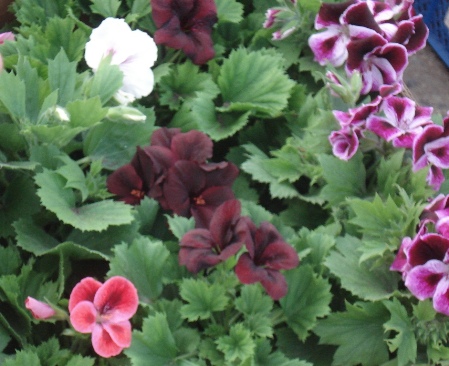   (Pelargonium hortorum)