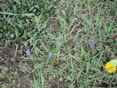  (muscari),  ,  