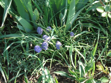  (muscari),  ,  
