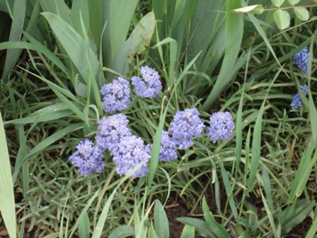  (muscari),  ,  