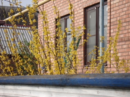  (Forsythia)