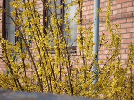  (Forsythia)