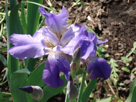   (Iris germanica).