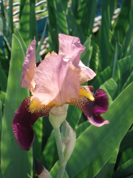   (Iris germanica).