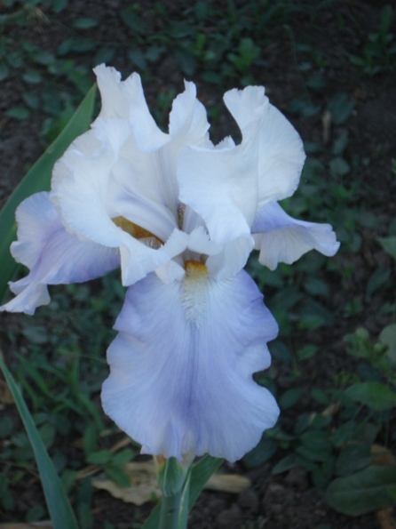   (Iris germanica).