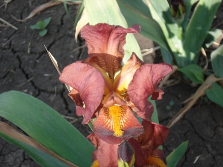   (Iris germanica).