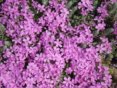   (Phlox subulata).