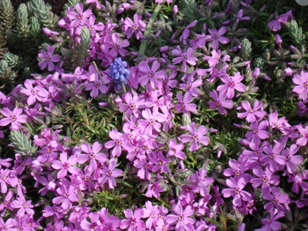   (Phlox subulata).