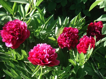  (Paeonia lactiflora).